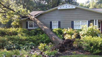 Tree Experts West Chester PA