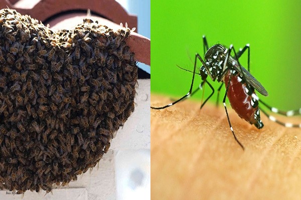 Pest Control Services For Mosquitoes
