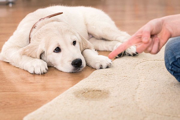 Reliable Carpet Odor Removal