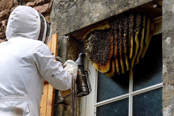 Reliable Honey Bee Rescuers
