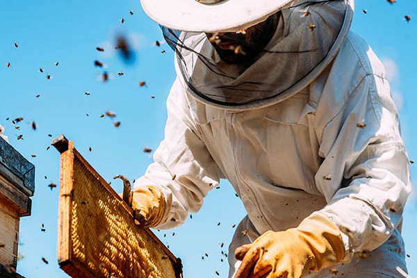 Honey Bee Removal Service