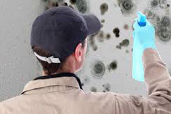 Quality Mold Cleaning