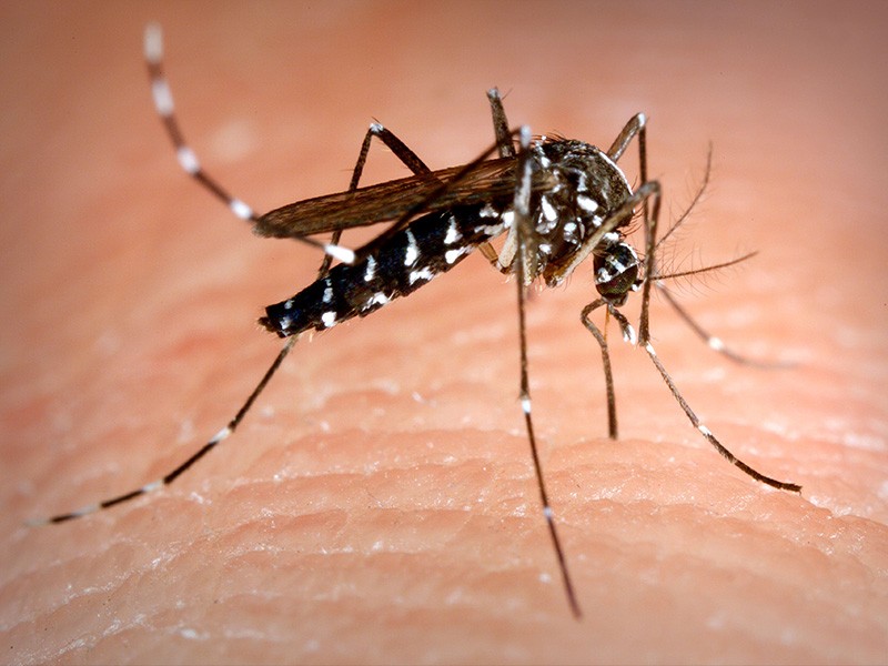 Benefits Of Our Mosquito Removal Service