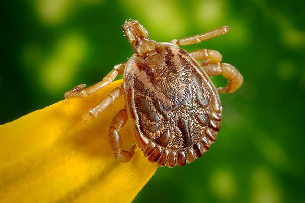 Ticks Removal Services