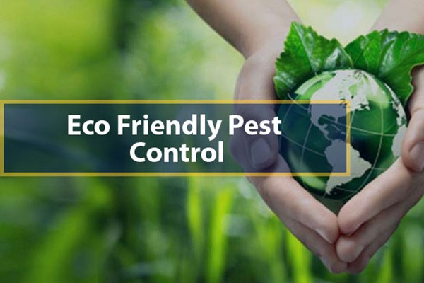 Eco-Friendly Pest Control Service