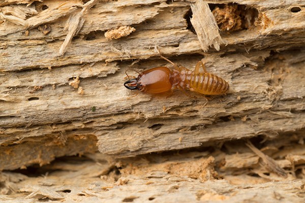 Termite Control Price