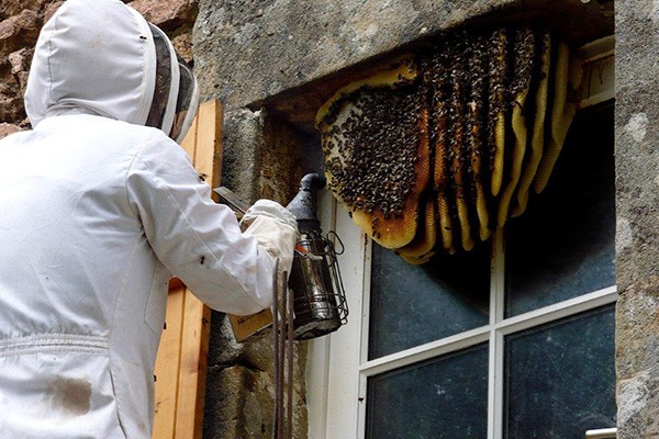 Professional Bee Removal