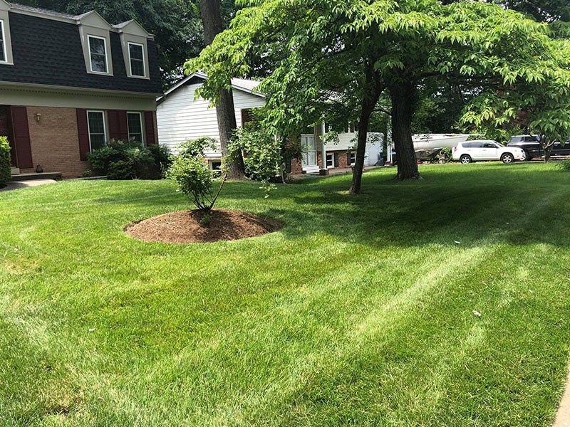 Creating Exceptional Lawns With Professional Lawn Care Services